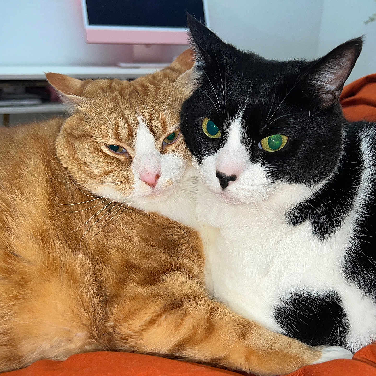 Simba And Milo joined the competition — help win amazing prizes! abyssinian, animal, architecture, building, cat, computerhardware, couch, cushion, electronics, furniture, hardware, indoors, kitten, livingroom, manx, monitor, pet, room, screen, tv