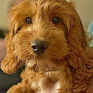 Ellie is registered to the contest to win money with this photo: dog, brown, fluffy, close_up, curly_fur, pet, animal, cute, nose, eyes, portrait, indoor, soft_light, muzzle, friendly, furry, companion, adorable, curious, canine