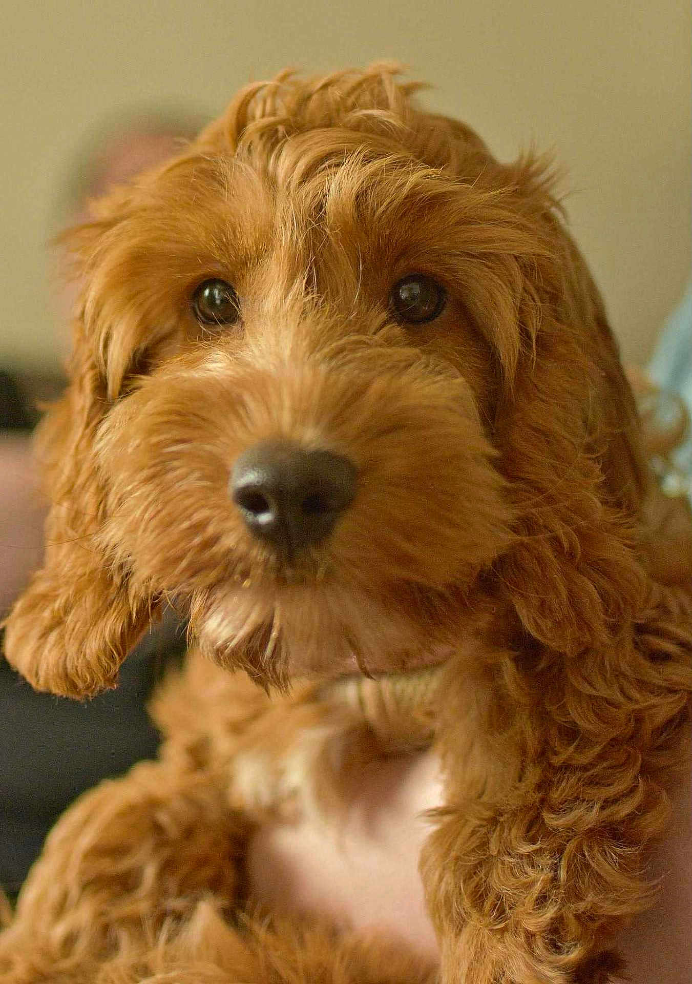Ellie is registered to the contest to win money with this photo: dog, brown, fluffy, close_up, curly_fur, pet, animal, cute, nose, eyes, portrait, indoor, soft_light, muzzle, friendly, furry, companion, adorable, curious, canine