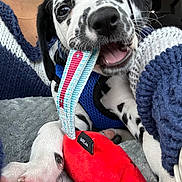Rome joined the competition — help win amazing prizes! animal, blanket, blue_harness, chewing, closeup, cozy, cute, dalmatian, dog, fabric, indoor, paw, person, pet, playing, puppy, resting, snuggling, spots, toy