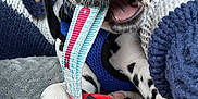 Rome joined the competition — help win amazing prizes! animal, blanket, blue_harness, chewing, closeup, cozy, cute, dalmatian, dog, fabric, indoor, paw, person, pet, playing, puppy, resting, snuggling, spots, toy