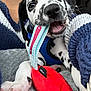 animal, blanket, blue_harness, chewing, closeup, cozy, cute, dalmatian, dog, fabric, indoor, paw, person, pet, playing, puppy, resting, snuggling, spots, toy