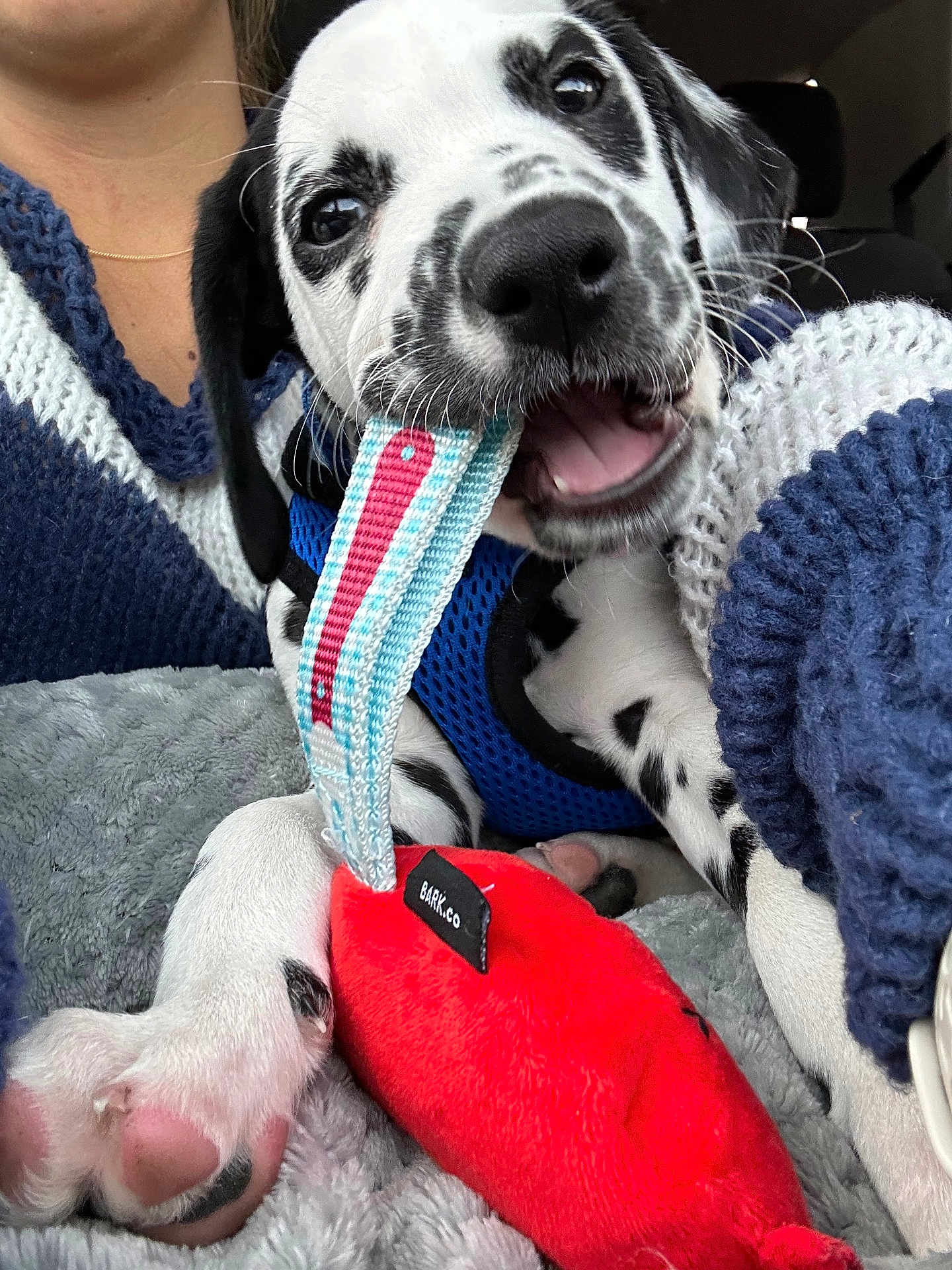 Rome joined the competition — help win amazing prizes! animal, blanket, blue_harness, chewing, closeup, cozy, cute, dalmatian, dog, fabric, indoor, paw, person, pet, playing, puppy, resting, snuggling, spots, toy