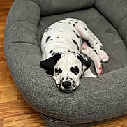 Rome is registered to the contest to win money with this photo: adorable, animal, bed, canine, comfort, cozy, cute, dalmatian, dog_bed, fur, gray, indoor, pet, puppy, relaxing, resting, sleeping, spots, wooden_floor, young_dog