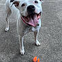 Lei is registered to the contest to win money with this photo: ball, black_spots, blue_ball, canine, collar, concrete, dog, happy, legs, looking_up, orange_ball, outdoor, person, pet, pink_collar, playful, sandals, standing, tongue_out, white_dog