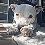 animal, canine, close_up, dog, ear, floor, furniture, home, indoor, living_room, nose, paw, pet, portrait, relaxed, rug, shelf, sunlight, television, white_dog