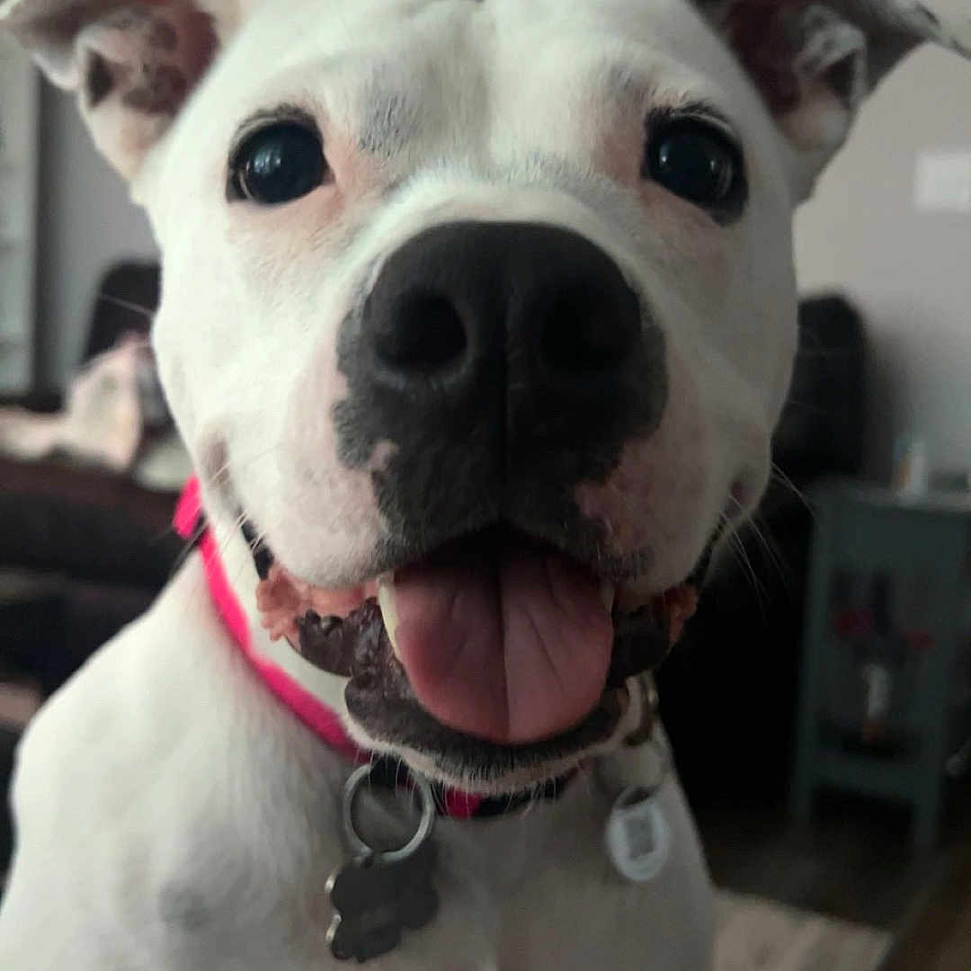 Lei joined the competition — help win amazing prizes! animal, black_nose, canine, close_up, collar, companion, cute, dog, domestic_animal, ears, friendly, fur, happy, indoor, living_room, pet, smiling, tag, tongue_out, white_dog