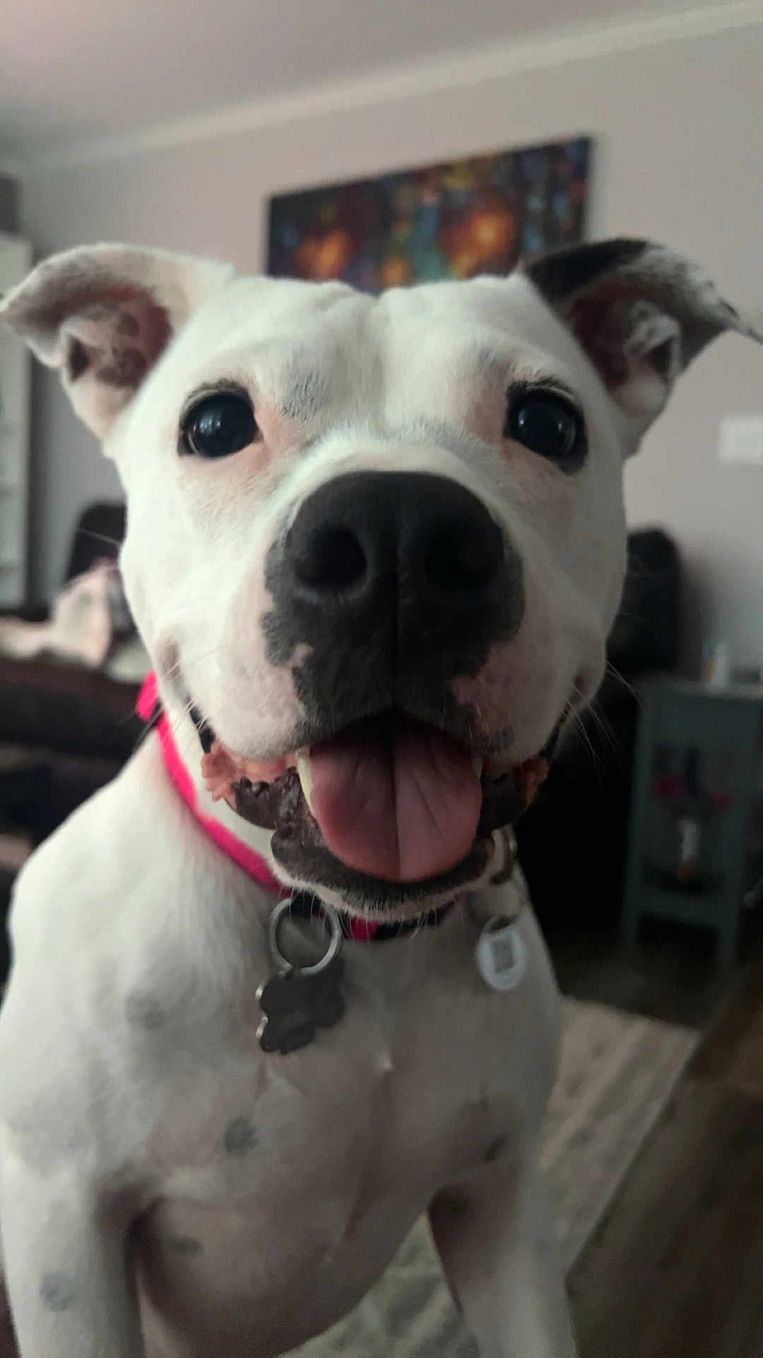 Lei joined the competition — help win amazing prizes! animal, black_nose, canine, close_up, collar, companion, cute, dog, domestic_animal, ears, friendly, fur, happy, indoor, living_room, pet, smiling, tag, tongue_out, white_dog