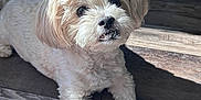 Lei is registered to the contest to win money with this photo: animal, companion, cozy, cute, decor, dog, fluffy, friendly, fur, indoor, looking_up, paw, pet, portrait, shadow, shelf, small_dog, sunlight, white_dog, wooden_floor