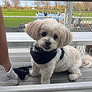 Kobe joined the competition — help win amazing prizes! animal, bleachers, blue_uniforms, chain_link_fence, cute, daylight, dog, footwear, grass, harness, leash, outdoor, people, pet, playing_field, spectator, sports_field, sports_team, trees, white_dog