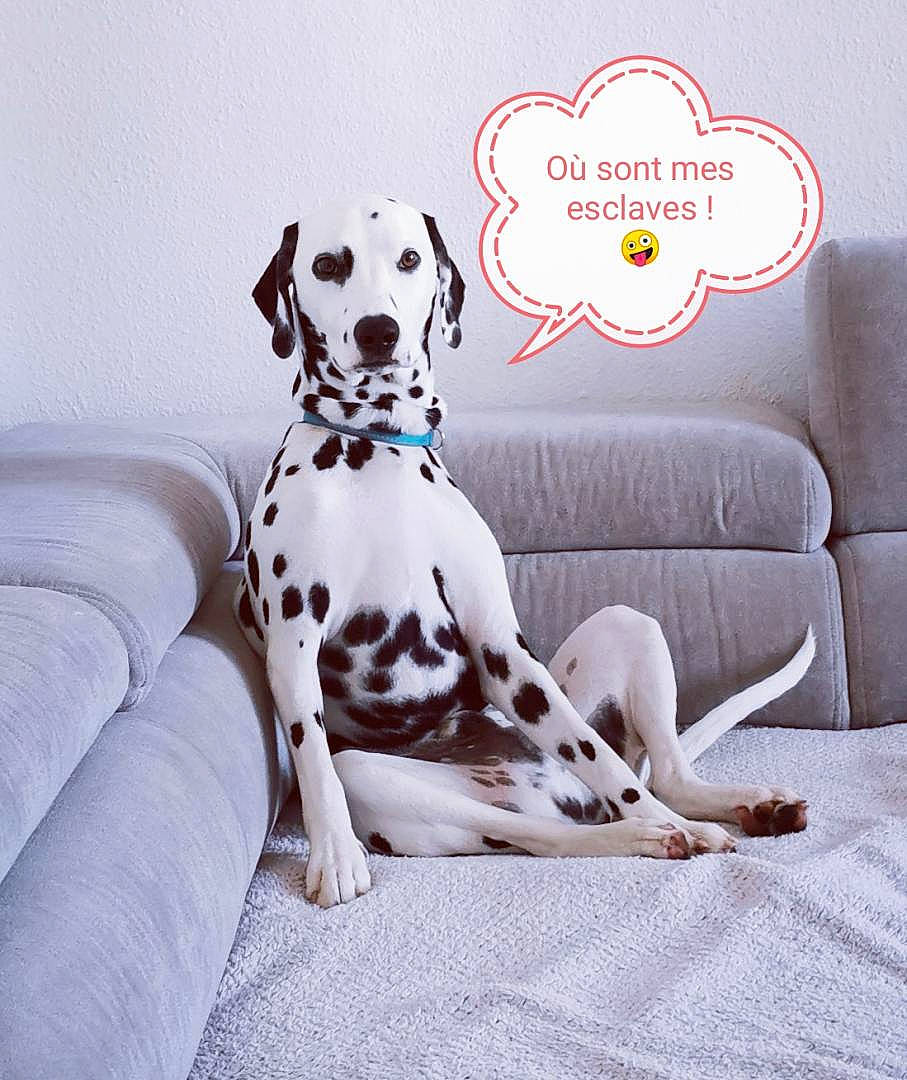 Dexter a rejoint le concours — aidez-le/la à gagner de superbes lots ! canidae, carnivore, companion_dog, couch, dalmatian, dog, dog_breed, fawn, furniture, mammal, non_sporting_group, sporting_group
