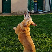 Lagaf participe au concours pour gagner de l'argent avec cette photo : dog, playing, ball, grass, backyard, outdoor, pet, active, jumping, canine, sunlight, green, yard, fun, animal, house, door, summer, energetic, catch