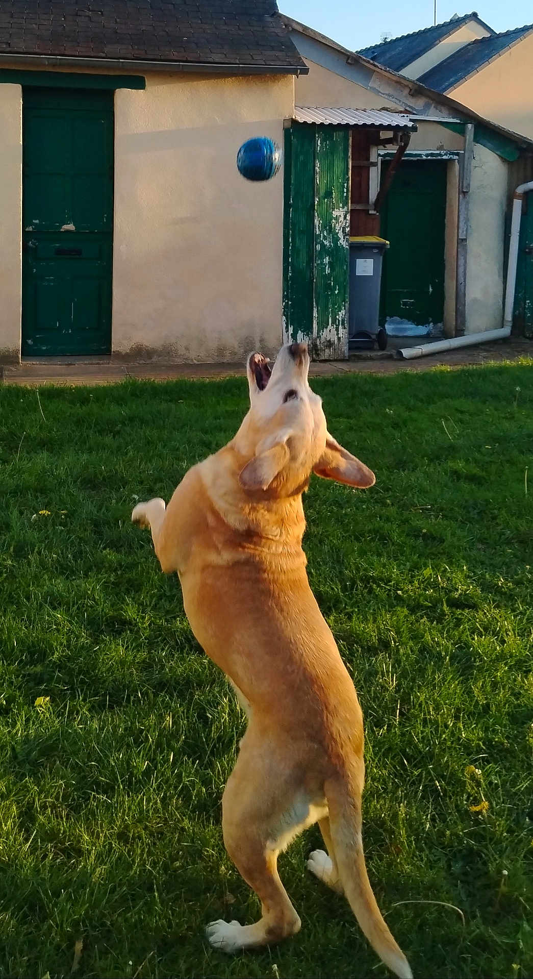 Lagaf participe au concours pour gagner de l'argent avec cette photo : dog, playing, ball, grass, backyard, outdoor, pet, active, jumping, canine, sunlight, green, yard, fun, animal, house, door, summer, energetic, catch