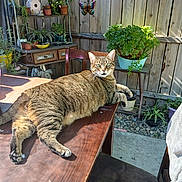 Kitty Kween Simon joined the competition — help win amazing prizes! backyard, furniture, hardwood, herbal, herbs, indoors, interiordesign, jar, leaf, nature, outdoors, plant, planter, plywood, pottedplant, pottery, table, vase, wood, yard