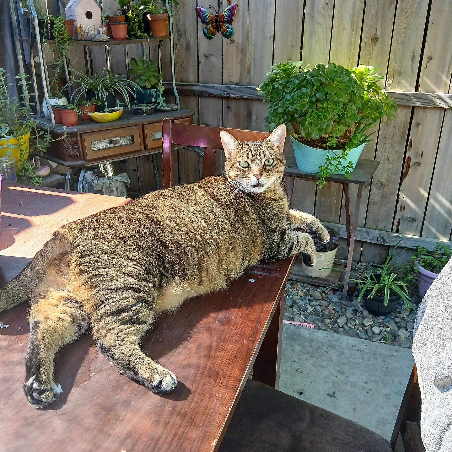 Kitty Kween Simon joined the competition — help win amazing prizes! backyard, furniture, hardwood, herbal, herbs, indoors, interiordesign, jar, leaf, nature, outdoors, plant, planter, plywood, pottedplant, pottery, table, vase, wood, yard
