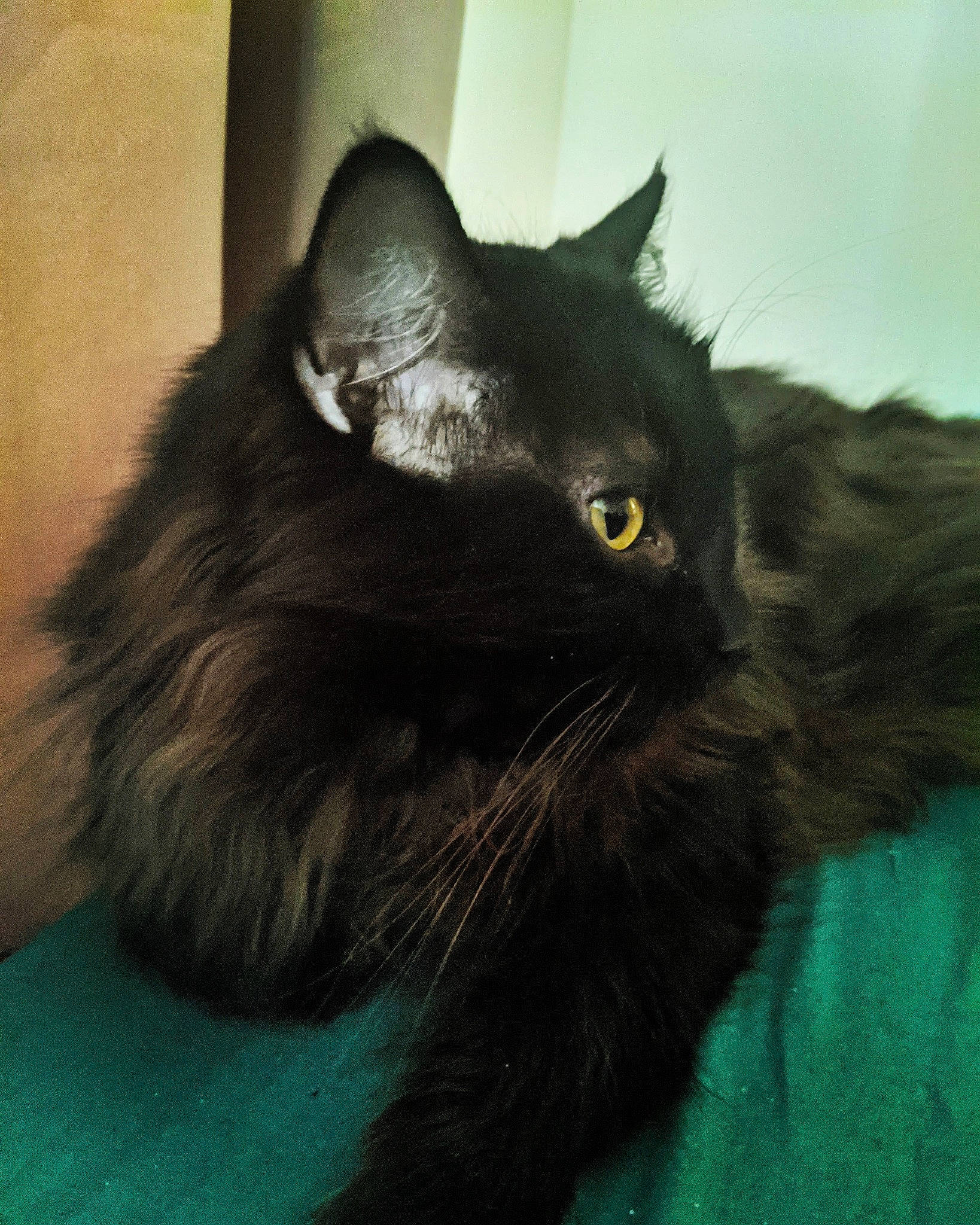 Booba participe au concours pour gagner de l'argent avec cette photo : black_cat, bombay, carnivore, cat, claw, comfort, domestic_short_haired_cat, felidae, fur, grey, iris, small_to_medium_sized_cats, snout, tail, terrestrial_animal, whiskers