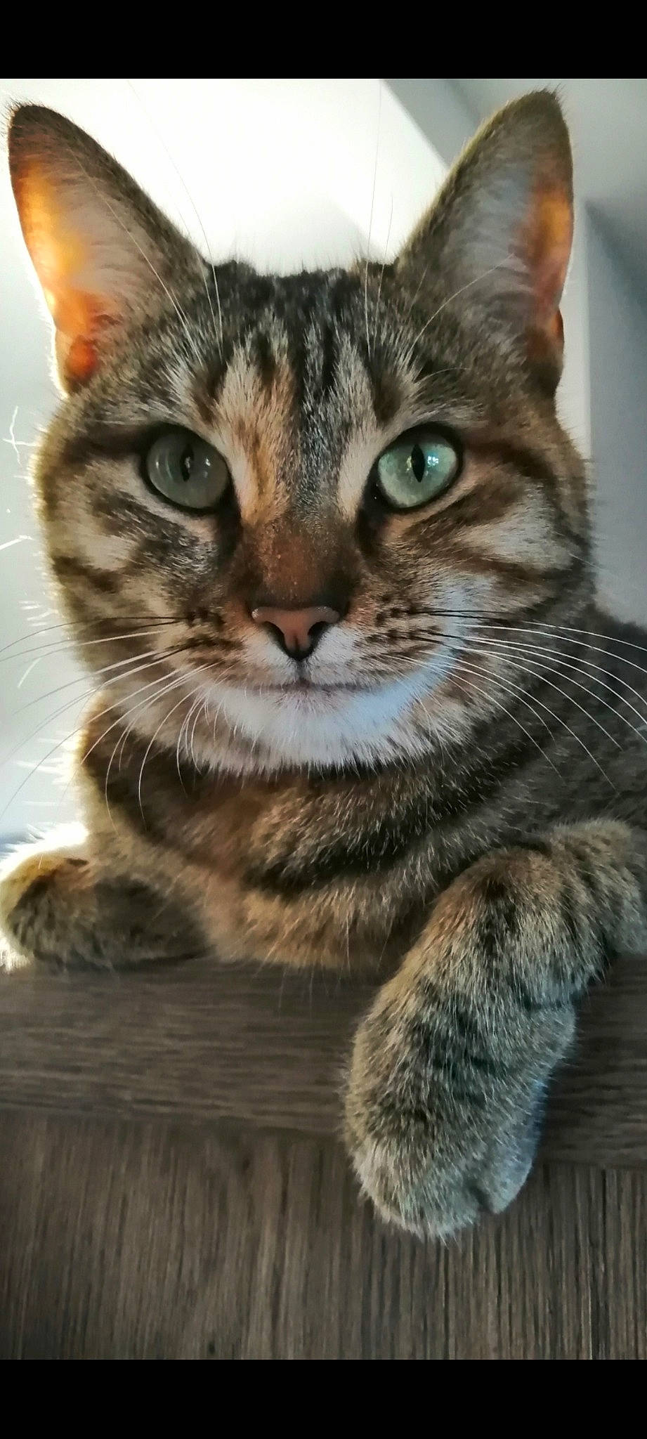 Priska participe au concours pour gagner de l'argent avec cette photo : carnivore, cat, claw, close_up, domestic_short_haired_cat, felidae, fur, grass, iris, paw, photography, small_to_medium_sized_cats, snout, terrestrial_animal, whiskers, wildlife