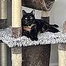 Kivali is registered to the contest to win money with this photo: cat, black_cat, second_cat, pet, animal, feline, green_eyes, whiskers, ears, lying_down, lounging, cat_tree, scratching_post, scratching_tower, shaggy_platform, indoor, home, gray_wall, close_up, portrait