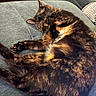 Kivali joined the competition — help win amazing prizes! cat, tortoiseshell, sleeping, relaxed, couch, furniture, indoor, pet, furry, whiskers, ears, paws, tail, sunlight, portrait, closeup, resting, cozy, brown_fur, black_fur