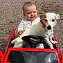 baby, dog, toy_car, red, gravel, outdoor, child, pet, animal, cute, playful, smiling, steering_wheel, white_dog, brown_patch, clothing, sitting, face, fun, sunlight