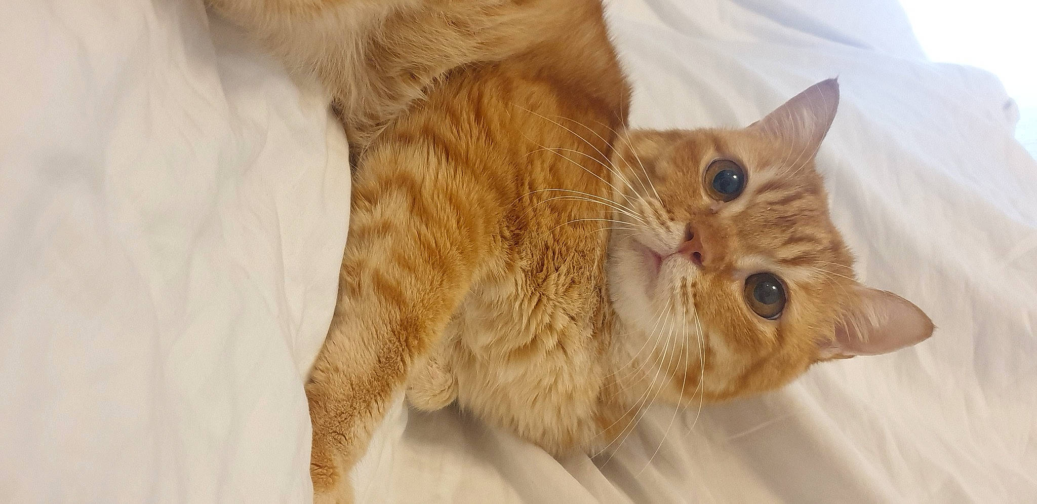 Loki is registered to the contest to win money with this photo: carnivore, cat, claw, domestic_short_haired_cat, ear, fawn, felidae, fur, gesture, paw, small_to_medium_sized_cats, snout, tail, whiskers, wood