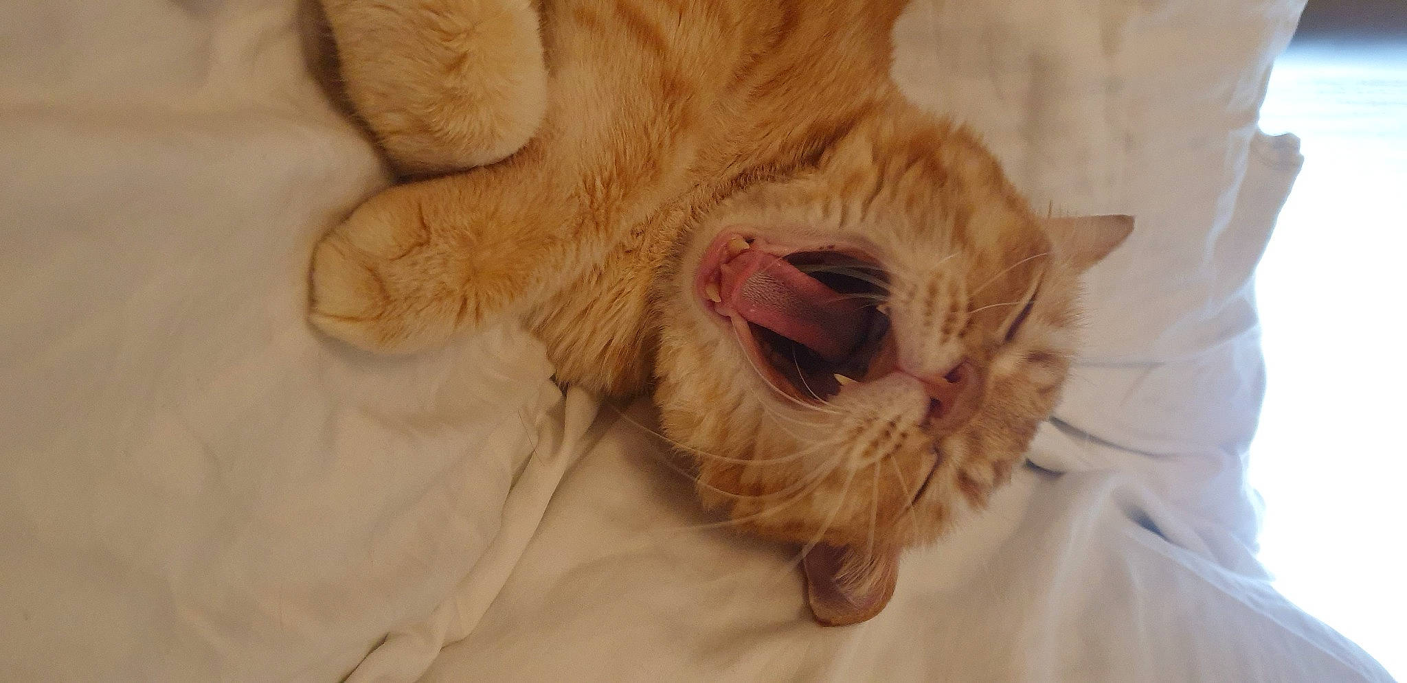 Loki joined the competition — help win amazing prizes! canidae, carnivore, cat, claw, comfort, companion_dog, dog_breed, domestic_short_haired_cat, fawn, felidae, fur, gesture, nap, paw, small_to_medium_sized_cats, snout, tail, whiskers, yawn