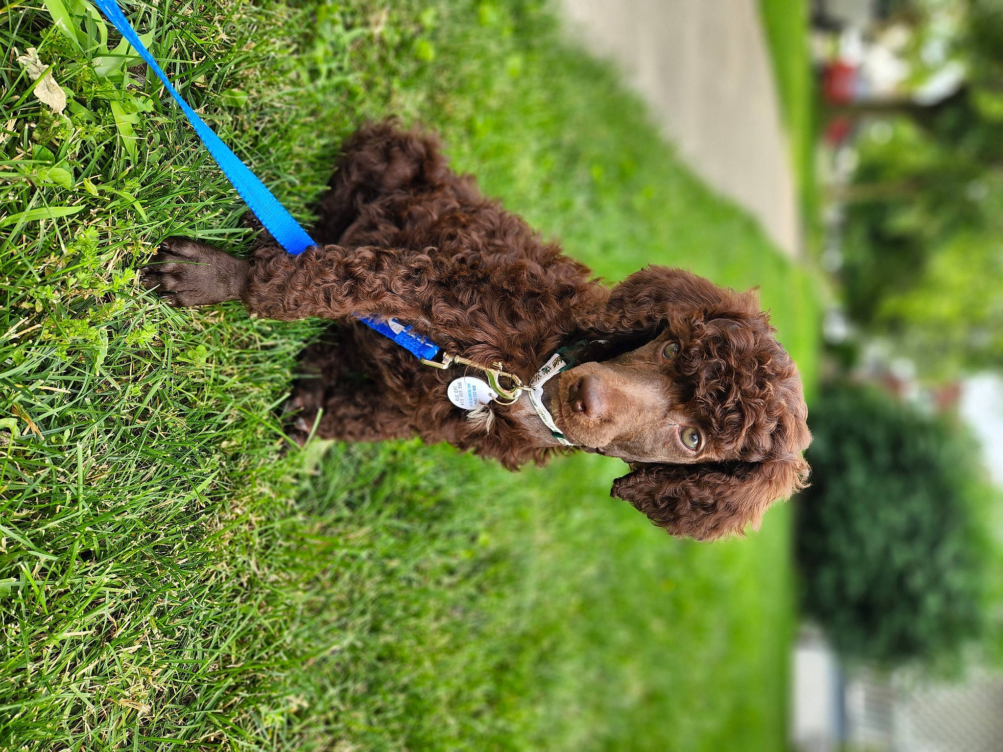 Hopper is registered to the contest to win money with this photo: canidae, carnivore, collar, dog, dog_breed, fawn, fur, glove, grass, leash, liver, plant, soil, sporting_group, terrestrial_animal, tire, toy, tree, water_dog, working_animal