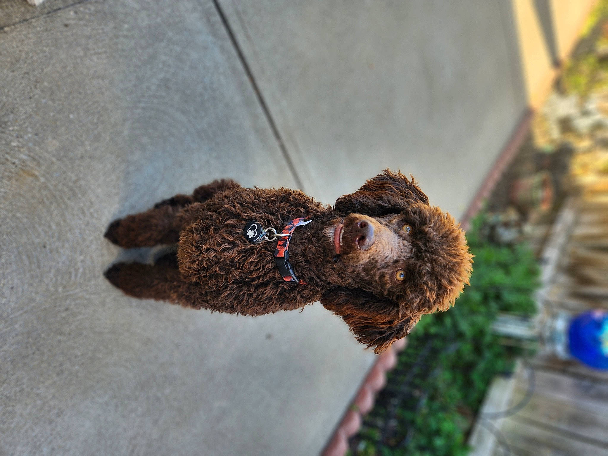 Hopper is registered to the contest to win money with this photo: canidae, carnivore, collar, companion_dog, dog, dog_breed, dog_supply, fawn, fur, leash, liver, pet_supply, poodle, snout, soil, sporting_group, terrestrial_animal, water_dog, wool, working_animal