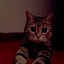 Minouche participe au concours pour gagner de l'argent avec cette photo : alert, animal, cat, close_up, ears, face, feline, indoor, low_light, mysterious, paws, pet, quiet, red_surface, resting, shadow, stretching, striped_cat, tabby, whiskers