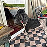 dog, poodle, pet, animal, standing, portrait, curly_fur, groomed, black_and_white, red_collar, outdoor, patio, checkerboard_floor, glass_door, reflection, backyard, white_fence, chair, broom, sunlight