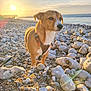 dog, beach, rocky_beach, pebbles, stones, sunset, ocean, sea, leash, harness, portrait, pet, sunlight, lens_flare, waves, horizon, coast, shore, outdoor, golden_hour