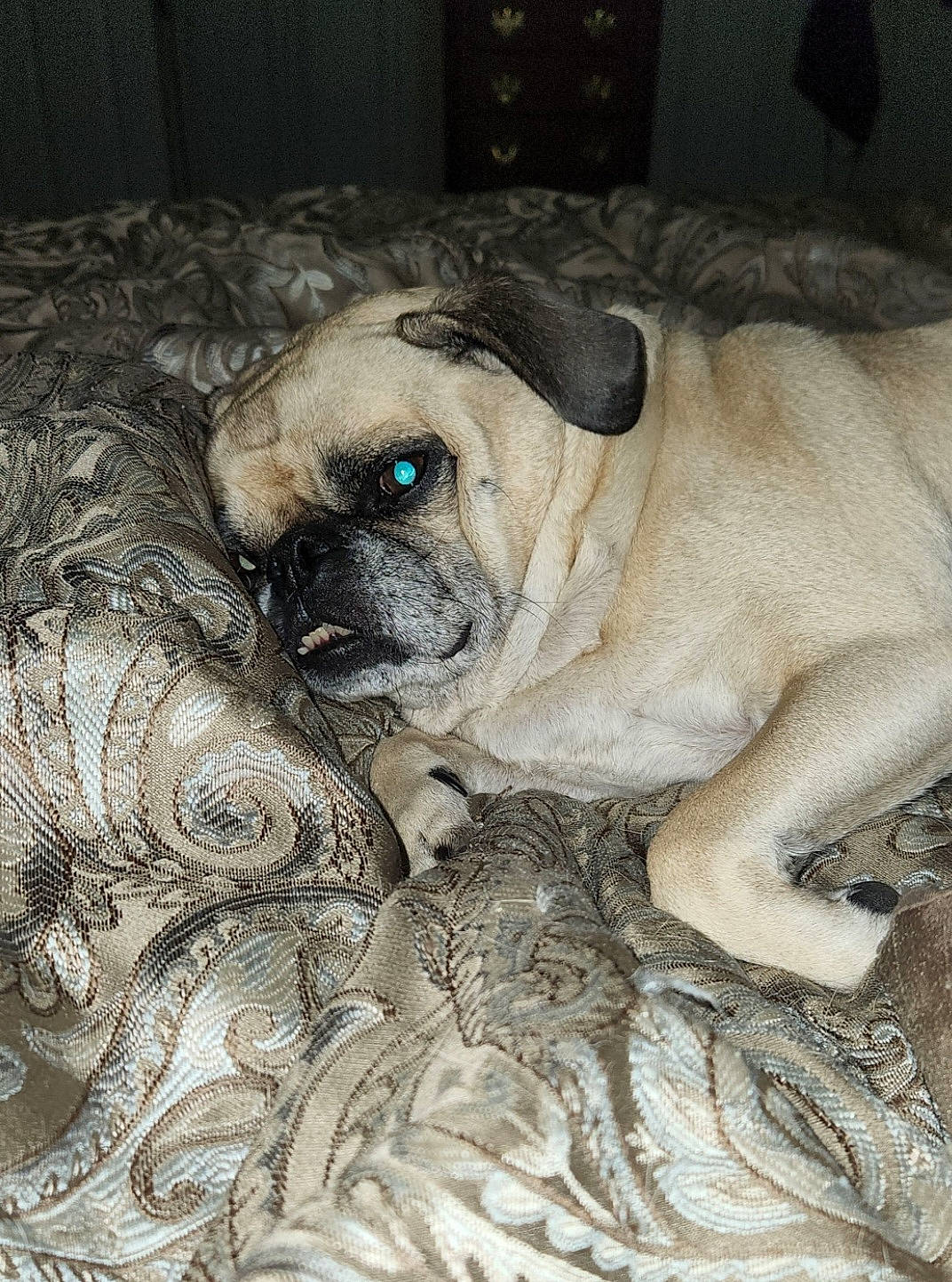 Raven joined the competition — help win amazing prizes! ancient_dog_breeds, art, canidae, carnivore, companion_dog, dog, dog_breed, drawing, fawn, ori_pei, painting, pug, snout, sporting_group, terrestrial_animal, toy_dog, visual_arts, whiskers, working_animal, wrinkle