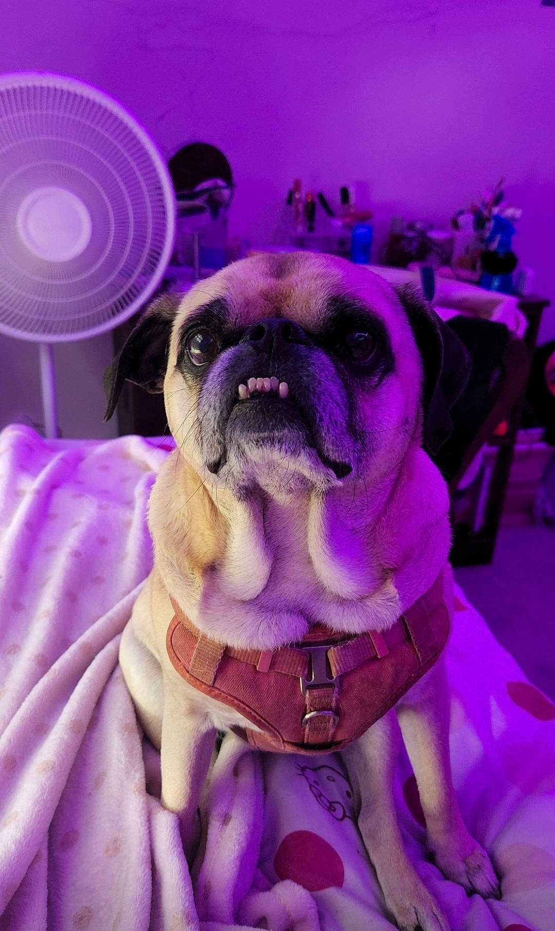 Raven joined the competition — help win amazing prizes! carnivore, collar, companion_dog, dog, dog_breed, dog_collar, ear, event, fawn, magenta, pink, pug, purple, snout, sporting_group, toy_dog, violet, whiskers, working_animal, wrinkle