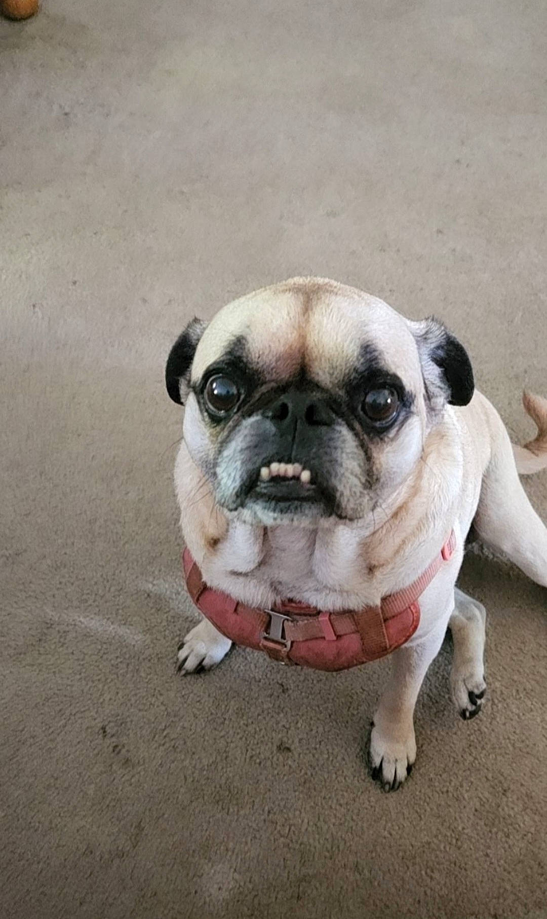 Raven is registered to the contest to win money with this photo: canidae, carnivore, companion_dog, dog, dog_breed, dog_supply, fawn, flooring, fur, plant, pug, puppy, road_surface, snout, sporting_group, toy_dog, tree, whiskers, working_animal, wrinkle