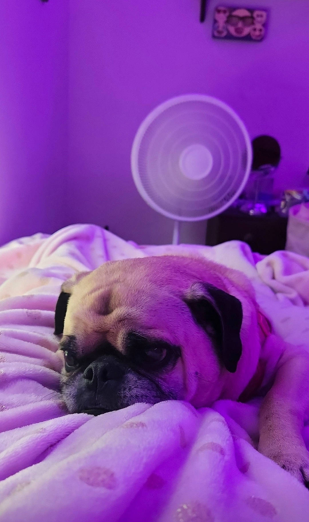 Raven is registered to the contest to win money with this photo: canidae, carnivore, comfort, companion_dog, dog, dog_breed, event, fawn, magenta, nap, pink, pug, puppy_love, purple, snout, sporting_group, toy_dog, violet, whiskers, wrinkle