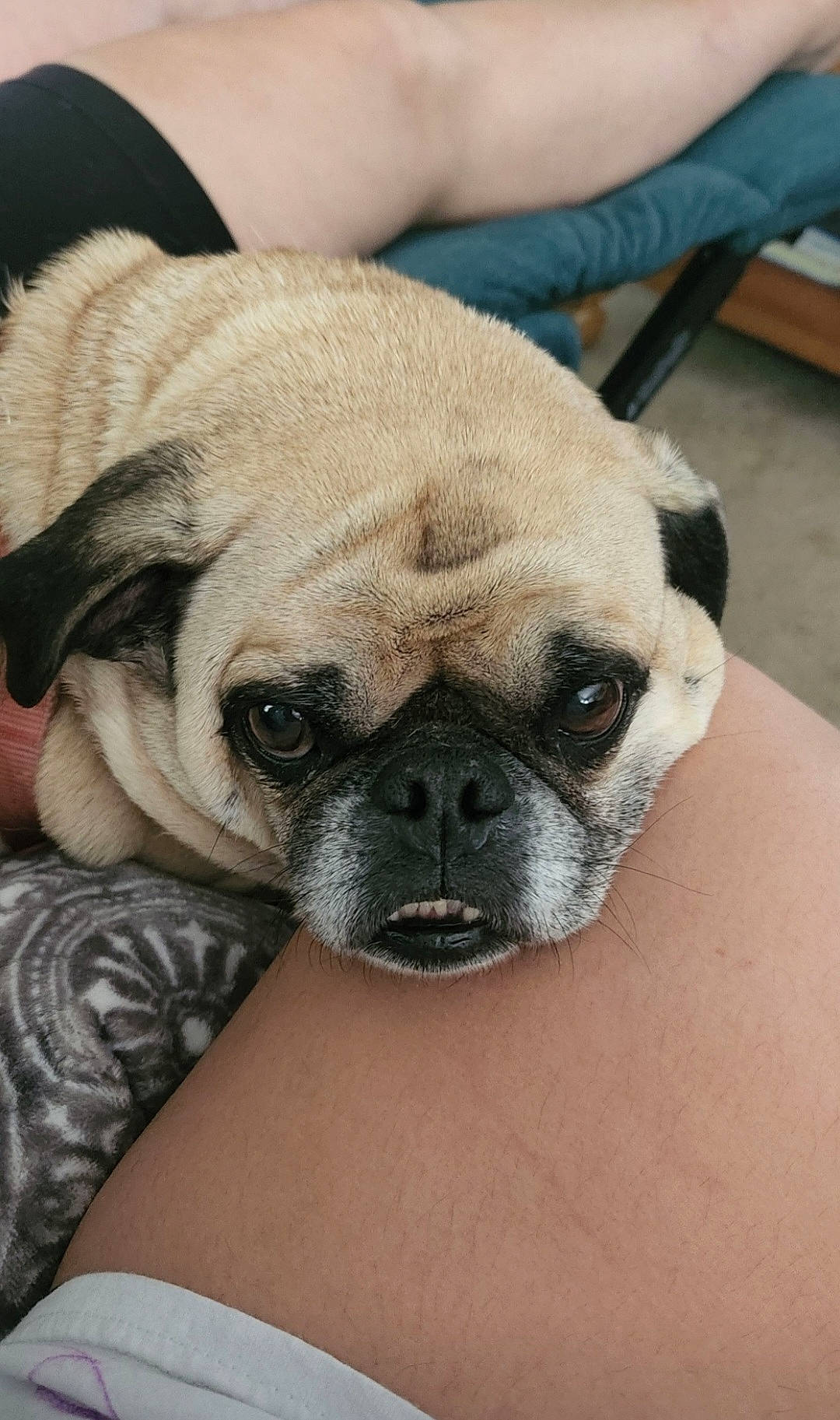 Raven is registered to the contest to win money with this photo: ancient_dog_breeds, canidae, carnivore, comfort, companion_dog, dog, dog_breed, fawn, fur, non_sporting_group, pug, puppy, puppy_love, snout, sporting_group, terrestrial_animal, toy_dog, whiskers, working_animal, wrinkle