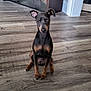 animal, black, brown, curious, doberman, dog, ears, floor, furniture, home, indoor, looking, pet, puppy, room, sitting, television, tv_stand, wooden_floor, young