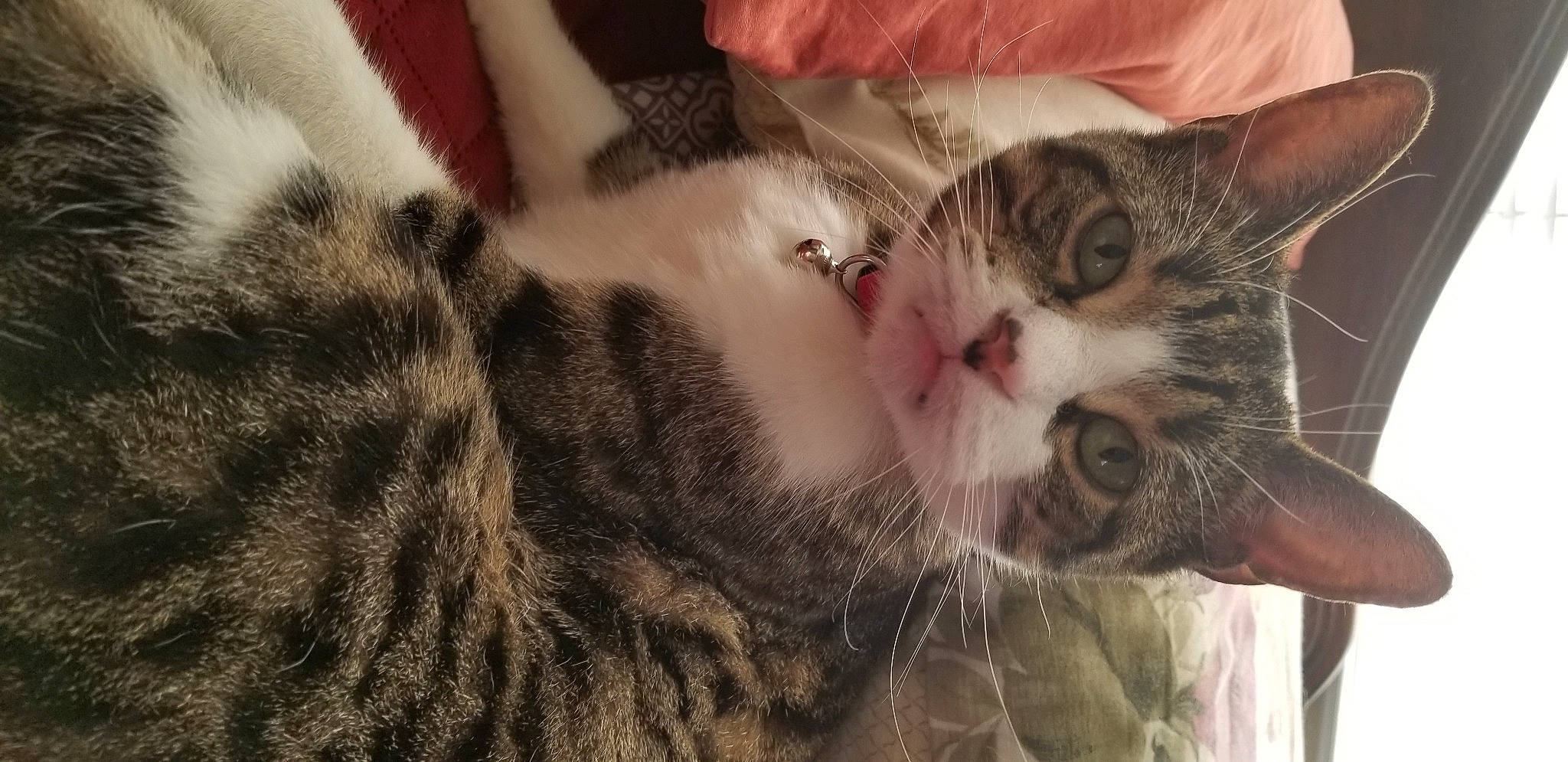 Bonita joined the competition — help win amazing prizes! carnivore, cat, claw, close_up, comfort, domestic_short_haired_cat, ear, eyelash, felidae, fur, nap, nose, paw, sleep, small_to_medium_sized_cats, snout, tail, textile, tree, whiskers