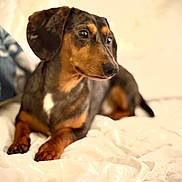 Alvin a rejoint le concours — aidez-le/la à gagner de superbes lots ! dog, dachshund, pet, animal, blanket, pillow, floral_pattern, indoor, cozy, brown, black, fur, ears, nose, eyes, laying_down, resting, cute, domestic, companion