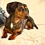 dog, dachshund, pet, animal, blanket, pillow, floral_pattern, indoor, cozy, brown, black, fur, ears, nose, eyes, laying_down, resting, cute, domestic, companion