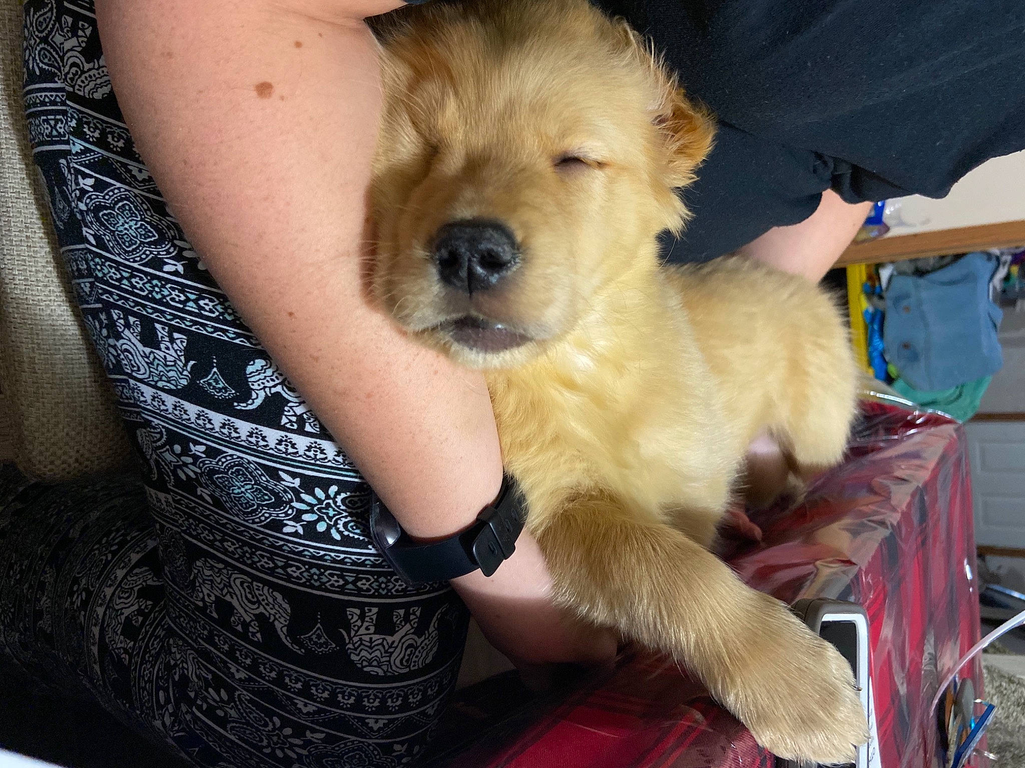 Sir Remington is registered to the contest to win money with this photo: bracelet, canidae, carnivore, collar, companion_dog, dog, dog_breed, dog_supply, fawn, fur, human, non_sporting_group, pet_supply, puppy, puppy_love, snout, sporting_group, working_animal, wrist