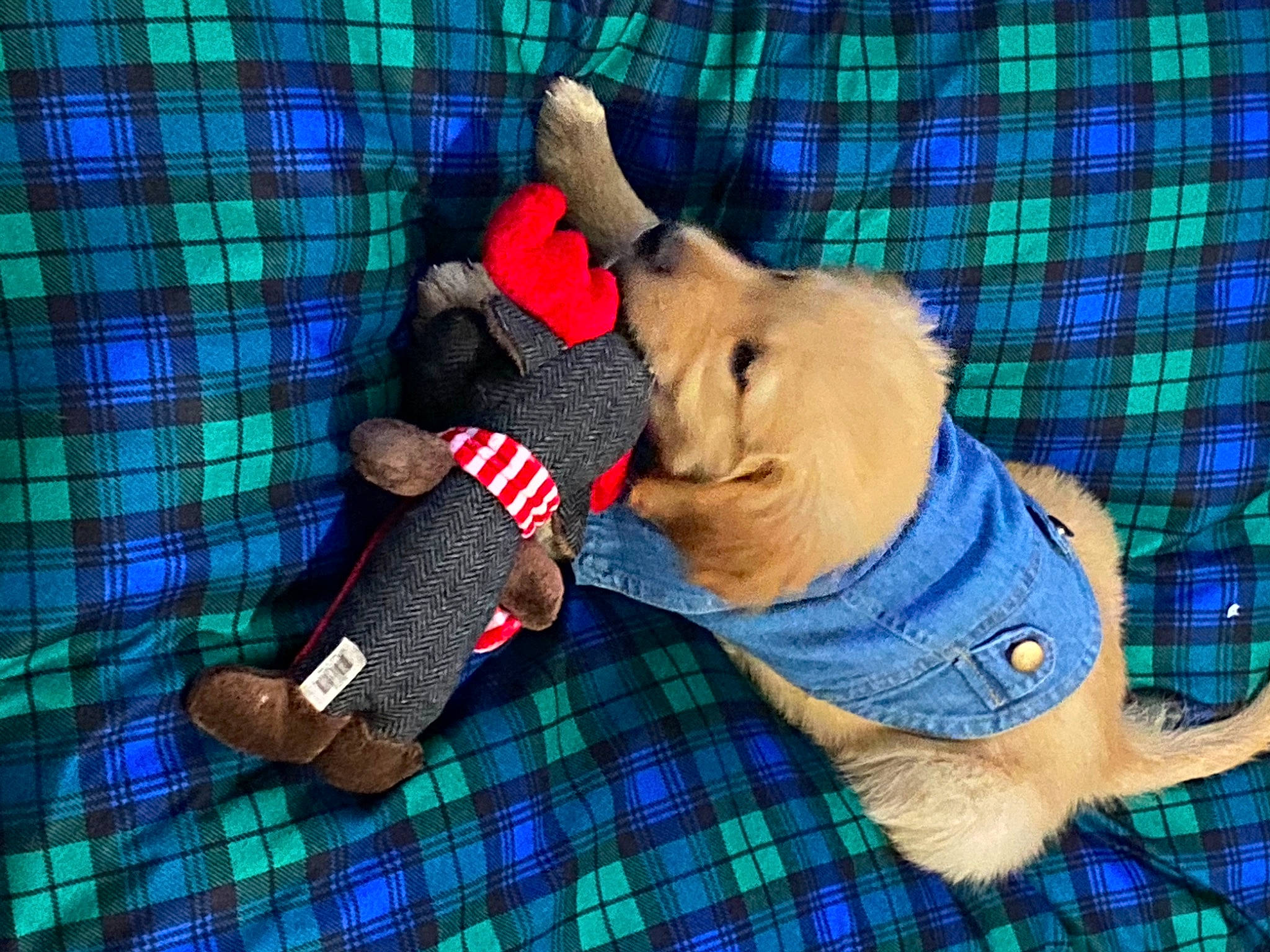 Sir Remington joined the competition — help win amazing prizes! baby_toys, canidae, carnivore, collar, companion_dog, dog, dog_breed, dog_clothes, dog_collar, dog_supply, pattern, pet_supply, plaid, plush, sporting_group, stuffed_toy, tartan, textile, toy, working_animal