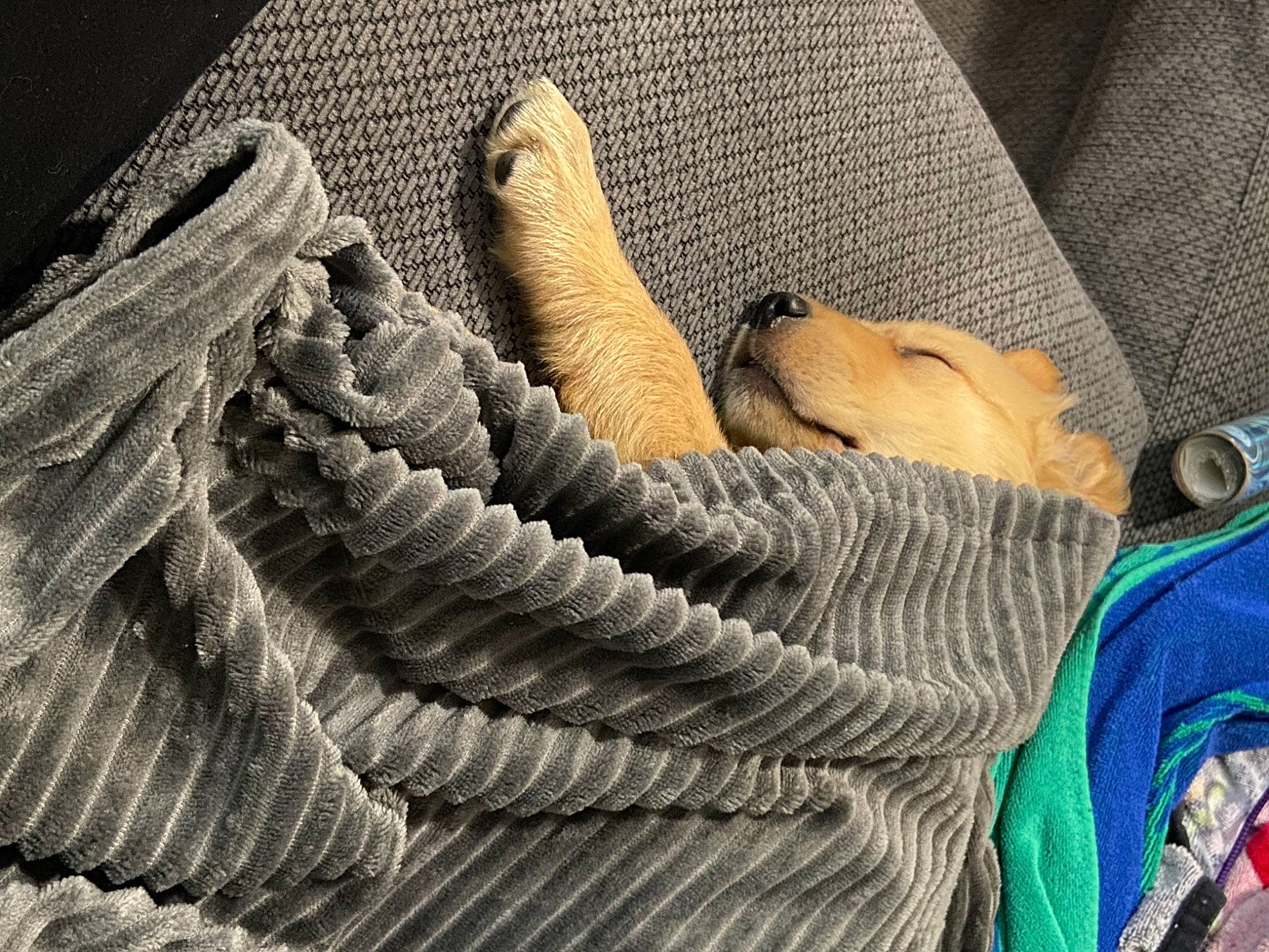 Sir Remington joined the competition — help win amazing prizes! bird, canidae, carnivore, comfort, companion_dog, dog, dog_breed, dog_supply, fawn, feather, paw, sporting_group, walking_shoe, wing, working_animal, working_dog