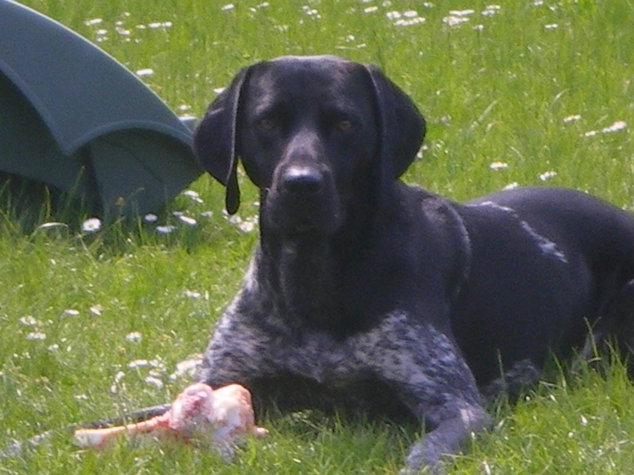 Crunch a rejoint le concours — aidez-le/la à gagner de superbes lots ! borador, canidae, carnivore, companion_dog, dog, dog_breed, dog_collar, fawn, grass, guard_dog, gun_dog, labrador_retriever, liver, plant, pointing_breed, retriever, tail, terrestrial_animal, whiskers, working_animal