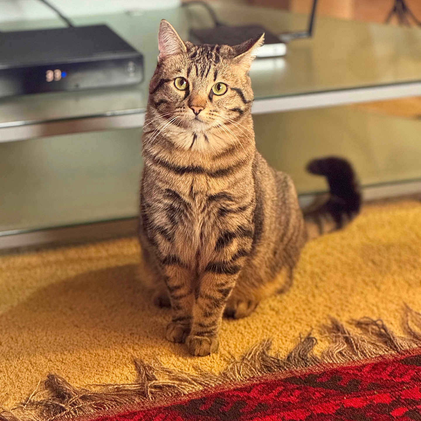 Boo Boo is registered to the contest to win money with this photo: cat, tabby, pet, animal, indoor, carpet, rug, yellow, red, feline, striped, sitting, curious, ears, whiskers, glass_shelf, electronics, home, domestic, fur
