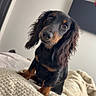 Roux is registered to the contest to win money with this photo: dog, dachshund, long_hair, black_and_tan, pet, animal, portrait, sitting, head_tilt, floppy_ears, brown_eyes, black_coat, bed, blanket, bedroom, indoors, home, cute, curious, photography