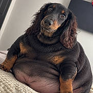 Roux is registered to the contest to win money with this photo: dog, black_and_tan, long_hair, floppy_ears, sitting, overweight, portrait, pet, indoors, blanket, bed, cozy, cute, funny, looking_at_camera, brown_markings, paws, nose, home, photography