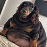 dog, black_and_tan, long_hair, floppy_ears, sitting, overweight, portrait, pet, indoors, blanket, bed, cozy, cute, funny, looking_at_camera, brown_markings, paws, nose, home, photography
