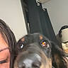 Roux is registered to the contest to win money with this photo: dog, pet, black_dog, brown_markings, close_up, nose, eyes, floppy_ears, selfie, person, face, indoor, curtain, home, portrait, blurry, shiny_nose, happy, companion_animal, photography
