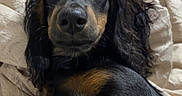 Roux joined the competition — help win amazing prizes! dog, black_and_tan, long_hair, floppy_ears, brown_eyes, close_up, portrait, lying_down, bed, blanket, bedding, indoor, home, pet, animal, shiny_coat, relaxed, looking_at_camera, cute, photography